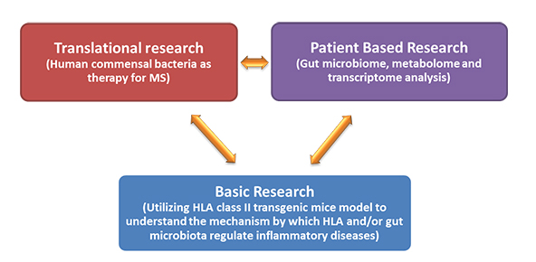 Chart showing the relationship between Translational research, Patient Based Research, and Basic research