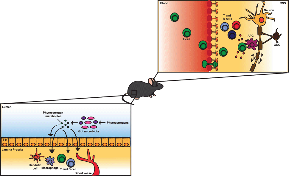 Illustration showing a mouse, describes the project, continue reading below